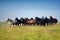 Horses, herd, mountains