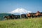 Horses, herd, mountains