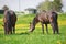 Horses in herd on pasture with green grass and dandelions in spring