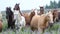 Horses herd running in the field