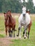 Horses herd running front view