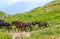 Horses Herd running on Green Valley