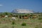 Horses herd, Tavolara Island, Sardinia