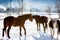 Horses on highland field covered by snow