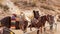 Horses for hiring at the mexican mining town of Real de Catorce