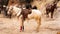 Horses for hiring at the mexican mining town of Real de Catorce