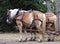 Horses Hitched To Wagon