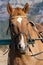 Horses at a hitching post