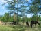 Horses at the hitching post