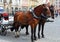 Horses hitching up in Prague