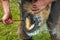 Horses hoof being shoed by farrier/blacksmith