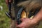 Horses hoof being shoed by farrier/blacksmith