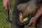 Horses hoof being shoed by farrier/blacksmith