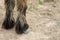 horses hooves and legs