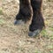 horses hooves and legs