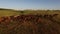 Horses and horizon.