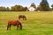 Horses at horse farm. Country summer landscape