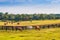 Horses at horse farm. Country summer landscape