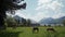 Horses at horse farm feeding on green meadow by lake Tegernsee, Alps, sunny