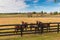 Horses at horsefarm. Autumn country landscape