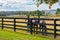 Horses at horsefarm. Autumn country landscape