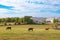 Horses at horsefarm. Country landscape