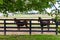 Horses at horsefarm. Country landscape