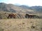 Horses horses run through the steppe wind nature freedom