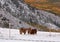 Horses Huddle as Winter Arrives Early