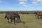 Horses on The Hulun Buir Grassland