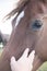 Horses and humans. portrait of horse. man touches a horse head. Touch of the friendship between man and horse in the stable.