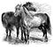 Horses I Antique Animal Illustrations