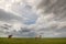 Horses in Iceland