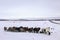 Horses in Iceland, cold snow and wind