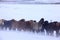 Horses in Iceland, cold snow and wind