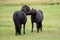 Horses in Iceland, Golden Circle