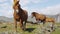 Horses - Icelandic horse on Iceland. Beautiful Icelandic horse standing on field