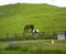 Horses including a piebald pony in a Lancashire field