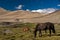 Horses in Karzok, Ladakh, India