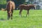 Horses on a Kentucky horse farm