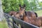 Horses on a Kentucky horse farm