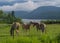 Horses kissing in a field