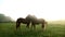 Horses kissing on green field. Horse couple. Horses love