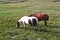 Horses on Lago argentino in El Calafate, Patagonia, Argentina