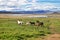 Horses on Lago argentino in El Calafate, Patagonia, Argentina