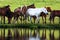 Horses by lake