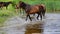 Horses in lake