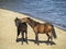 The horses on Lake Baikal.