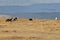 Horses by lake with ducks on icy waters