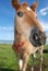 Horses on the lake in summer.